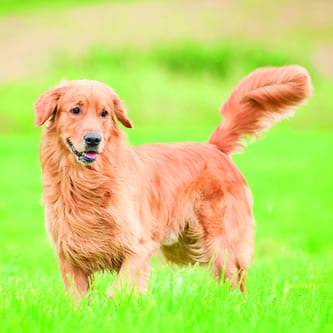 Leia mais sobre o artigo Esse cão vale ouro!
