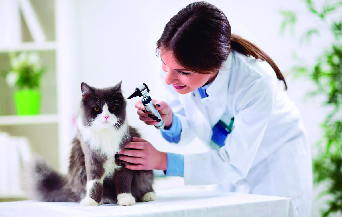 Leia mais sobre o artigo Atenção, veterinário: chegou o seu dia!