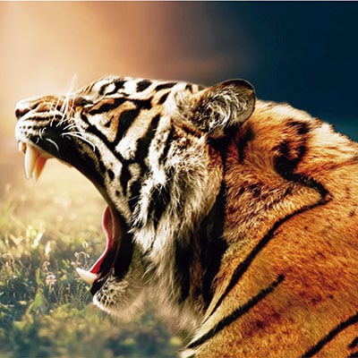 Leia mais sobre o artigo Inglês ainda mais selvagem