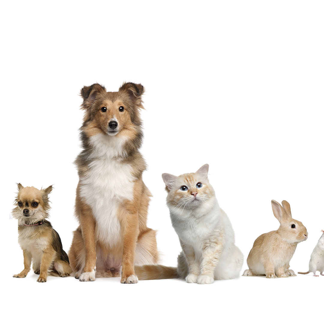 Leia mais sobre o artigo O poder do mercado Pet