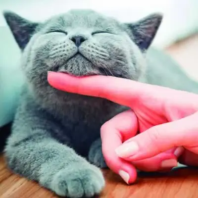 Leia mais sobre o artigo Seu gato pode estar em risco!