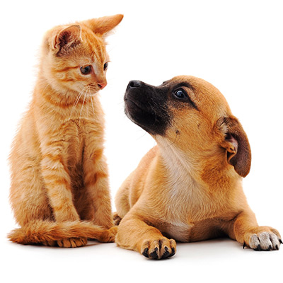 Leia mais sobre o artigo Feira de Adoção de Animais em Itaperuna