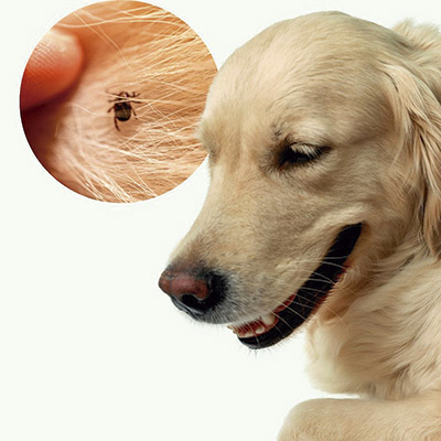 Leia mais sobre o artigo Seu bichinho livre de pulgas e carrapatos!