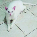 DIA NACIONAL DOS ANIMAIS - Esporotricose avança e acende alerta!