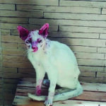 DIA NACIONAL DOS ANIMAIS - Esporotricose avança e acende alerta!