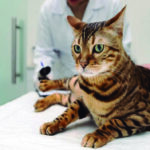 DIA NACIONAL DOS ANIMAIS - Esporotricose avança e acende alerta!