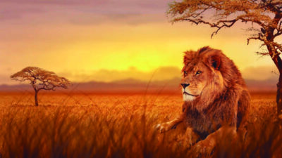 OUR LIONS